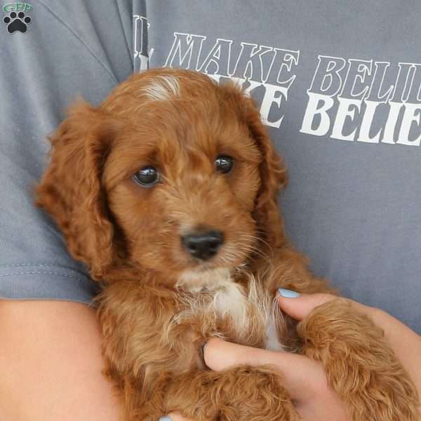 Paige, Irish Doodle Puppy