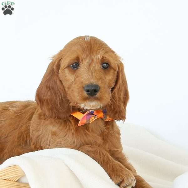 Paris, Irish Doodle Puppy