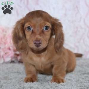 Bailey, Dachshund Puppy