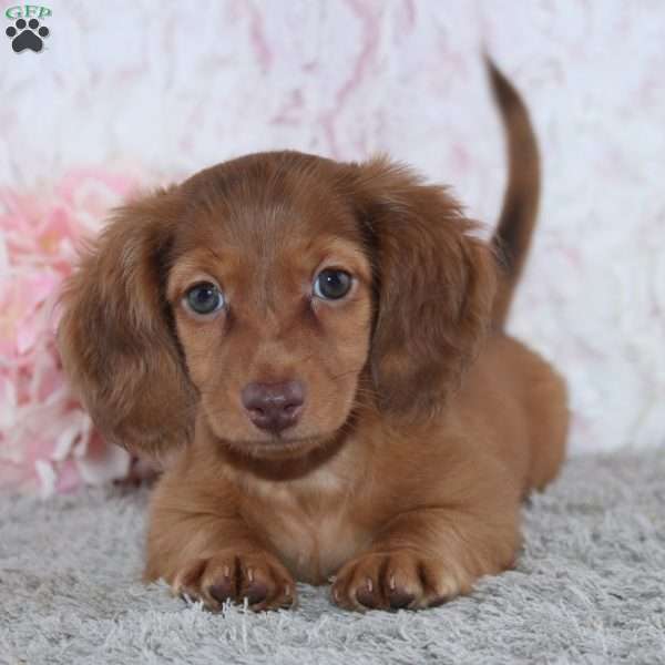 Bailey, Dachshund Puppy