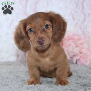 Bailey, Dachshund Puppy