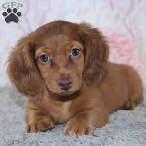Bailey, Dachshund Puppy