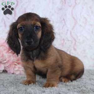 Becca, Dachshund Puppy