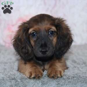 Becca, Dachshund Puppy