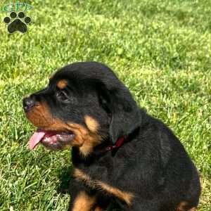 Thor, Rottweiler Puppy
