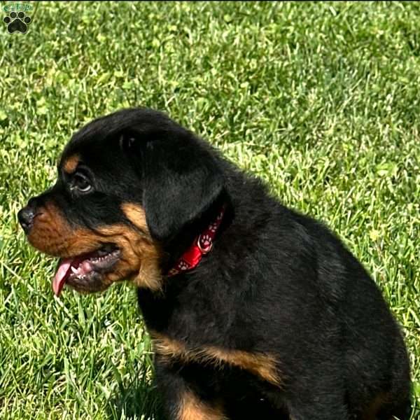 Thor, Rottweiler Puppy