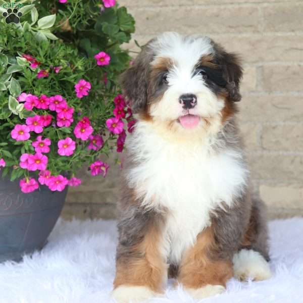 Jordan, Mini Bernedoodle Puppy