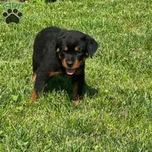 Thor, Rottweiler Puppy