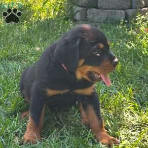 Thor, Rottweiler Puppy