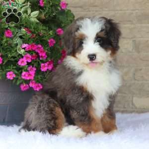 Jordan, Mini Bernedoodle Puppy