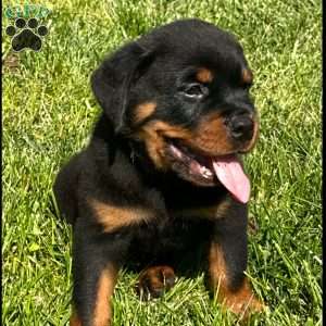Bear, Rottweiler Puppy