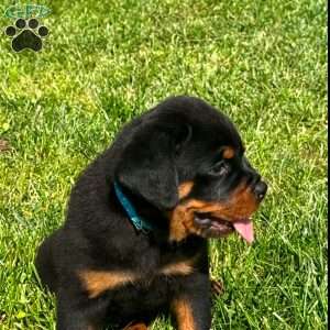 Bear, Rottweiler Puppy