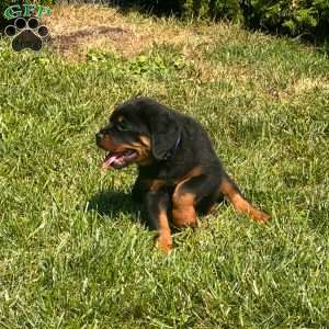 Rex, Rottweiler Puppy
