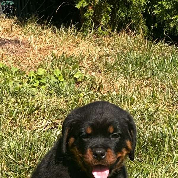 Rex, Rottweiler Puppy
