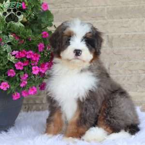 Jordan, Mini Bernedoodle Puppy
