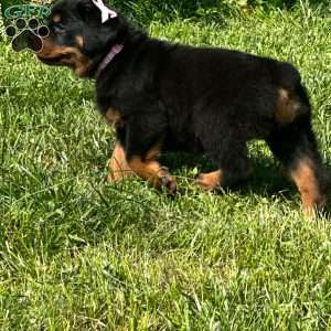Angel, Rottweiler Puppy