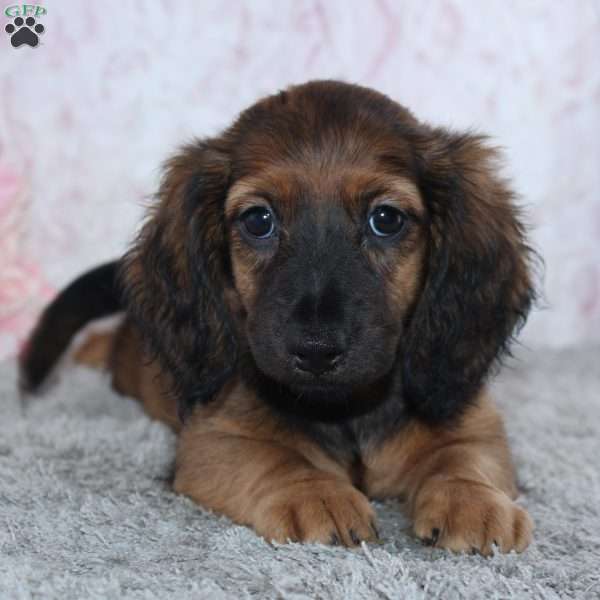 Becca, Dachshund Puppy