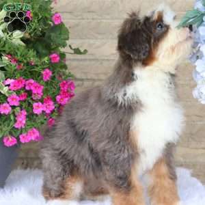 Jordan, Mini Bernedoodle Puppy