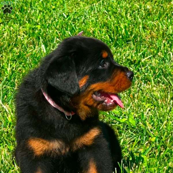 Angel, Rottweiler Puppy