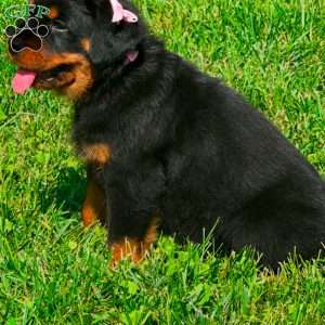 Angel, Rottweiler Puppy