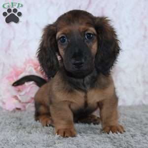 Becca, Dachshund Puppy