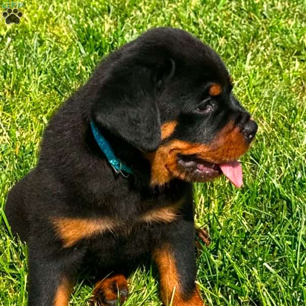 Bear, Rottweiler Puppy