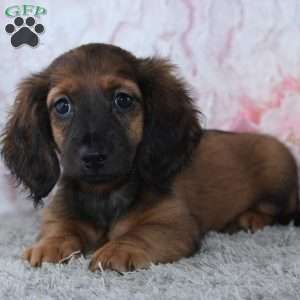 Becca, Dachshund Puppy