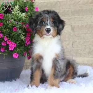 Johnny, Mini Bernedoodle Puppy