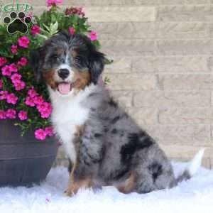 Johnny, Mini Bernedoodle Puppy