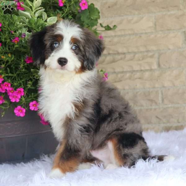 Jesse, Mini Bernedoodle Puppy