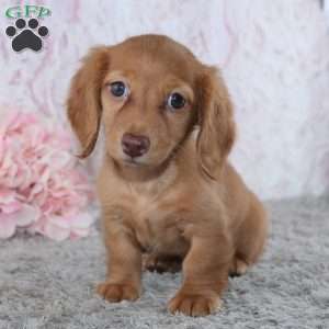 Blossom, Dachshund Puppy