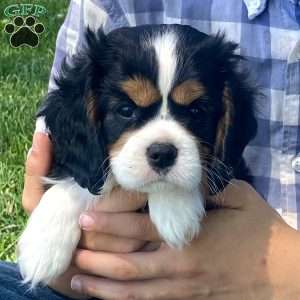 Anya, Cavalier King Charles Spaniel Puppy