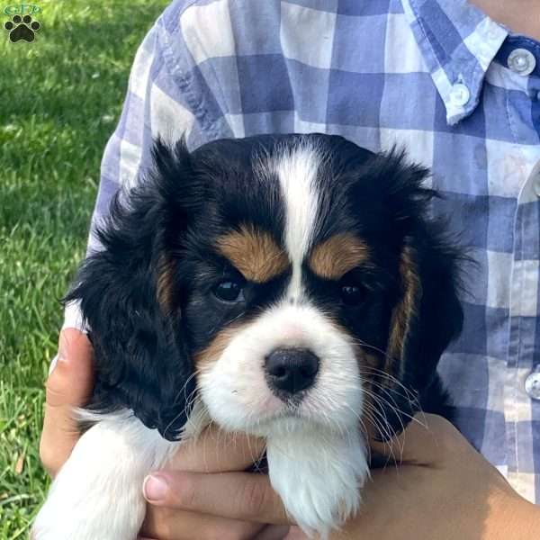 Anya, Cavalier King Charles Spaniel Puppy