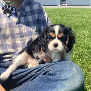 Anya, Cavalier King Charles Spaniel Puppy