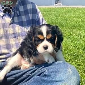 Anya, Cavalier King Charles Spaniel Puppy