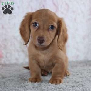 Blossom, Dachshund Puppy