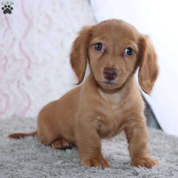 Blossom, Dachshund Puppy