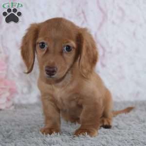 Blossom, Dachshund Puppy