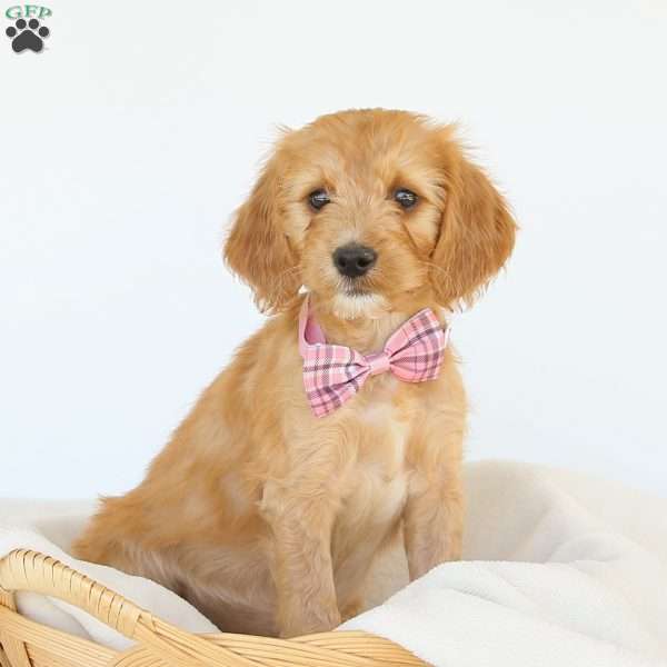 Primrose, Irish Doodle Puppy