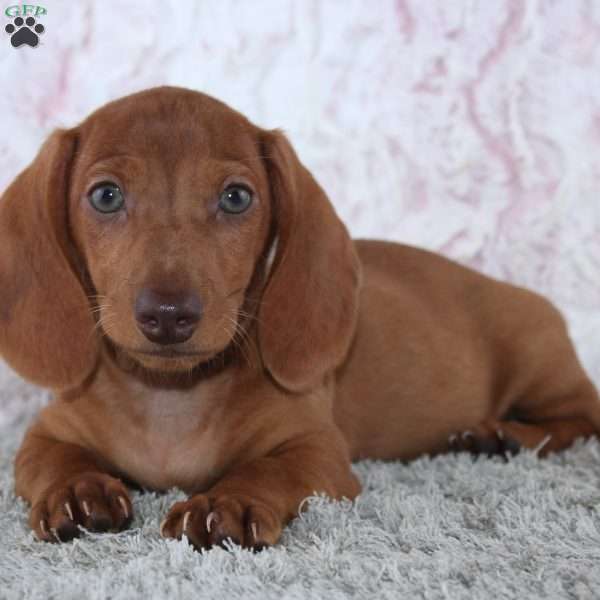 Alden, Dachshund Puppy
