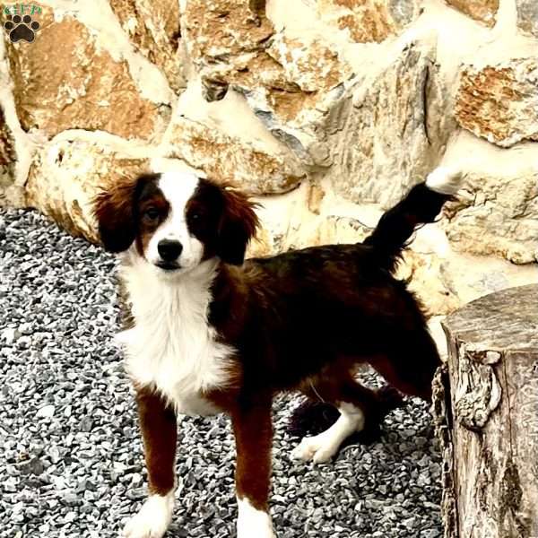 Fisher, Mini Bernedoodle Puppy