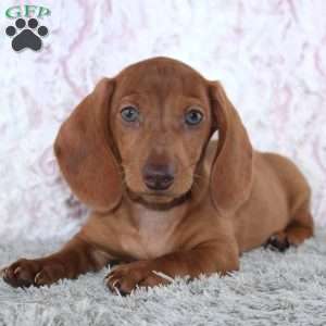 Alden, Dachshund Puppy