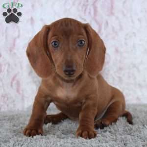 Alden, Dachshund Puppy