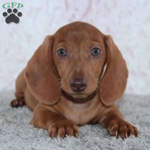 Alden, Dachshund Puppy