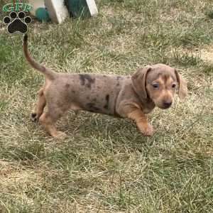 Amir, Dachshund Puppy