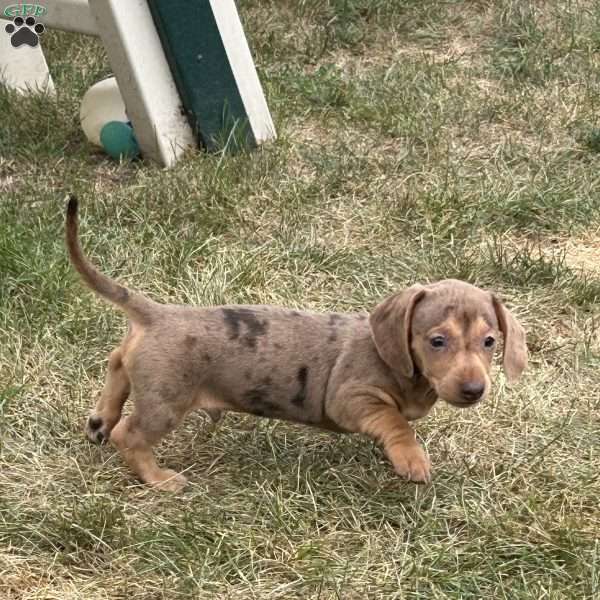 Amir, Dachshund Puppy