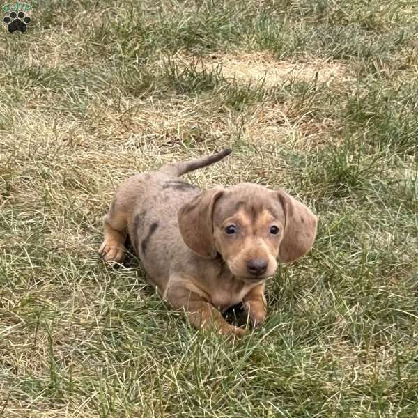 Amir, Dachshund Puppy