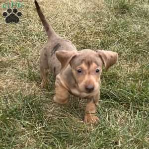 Amir, Dachshund Puppy