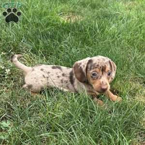 Andrew, Dachshund Puppy