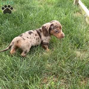 Andrew, Dachshund Puppy